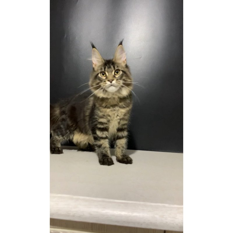 Maine Coon NOV Tropicana