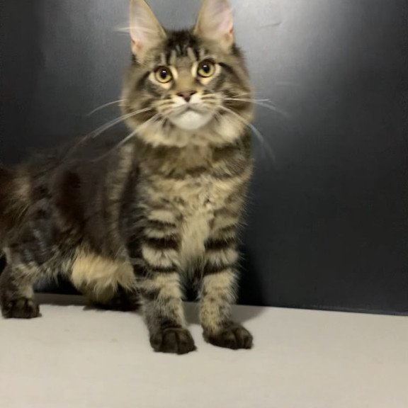 Maine Coon NOV Tropicana