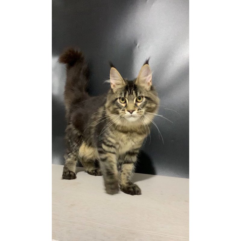 Maine Coon NOV Tropicana