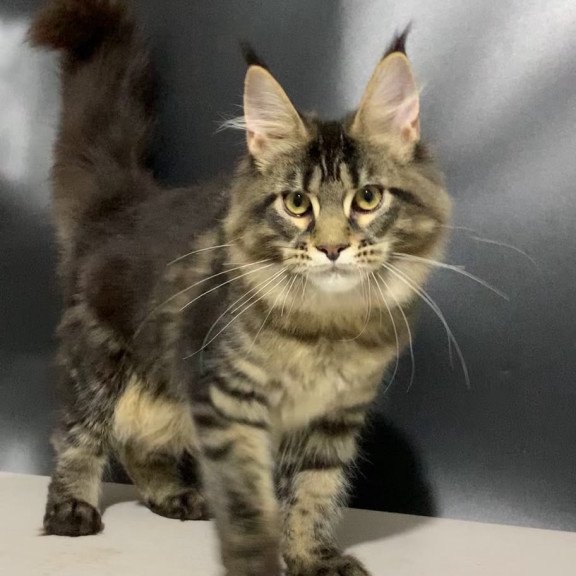 Maine Coon NOV Tropicana