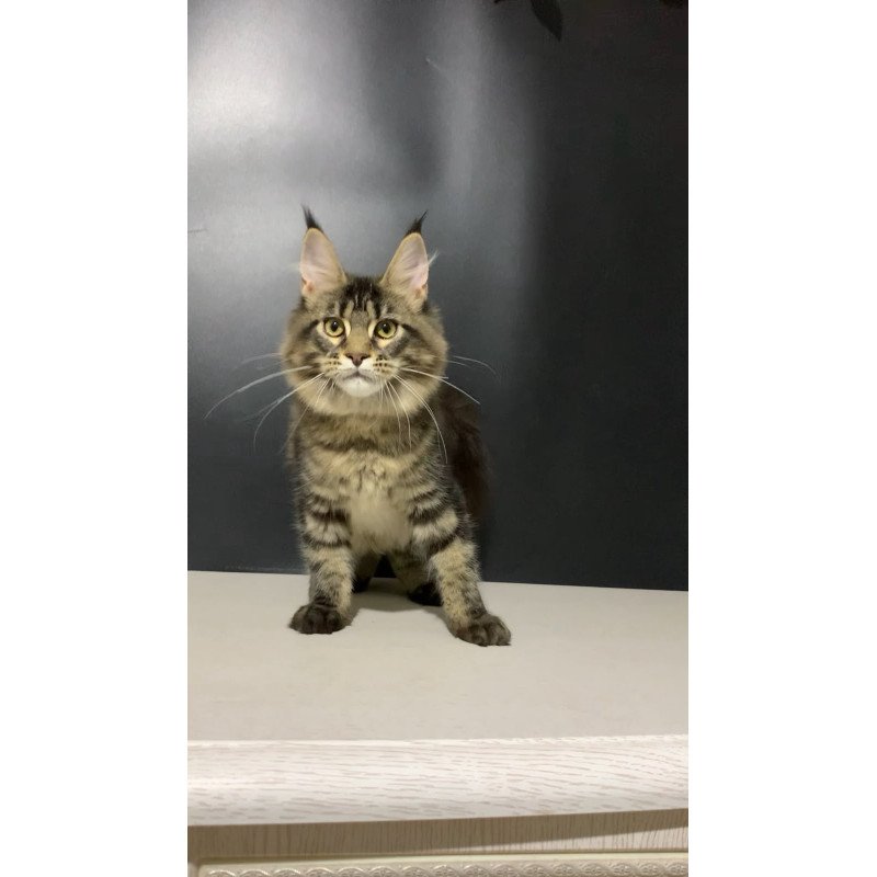 Maine Coon NOV Tropicana