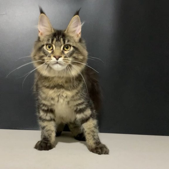 Maine Coon NOV Tropicana