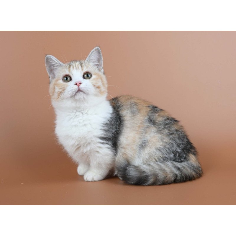 Munchkin Nona