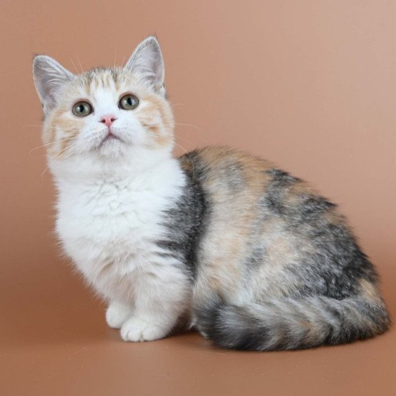 Munchkin Nona