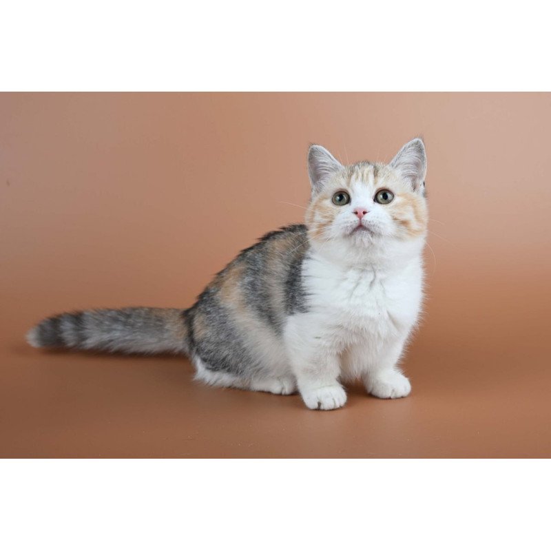 Munchkin Nona