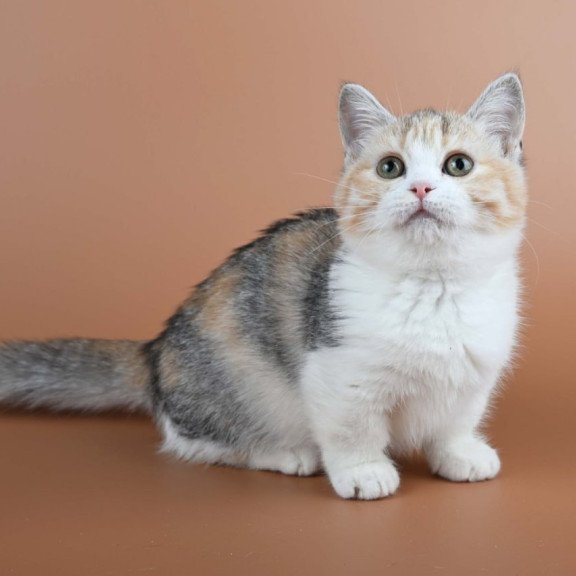 Munchkin Nona