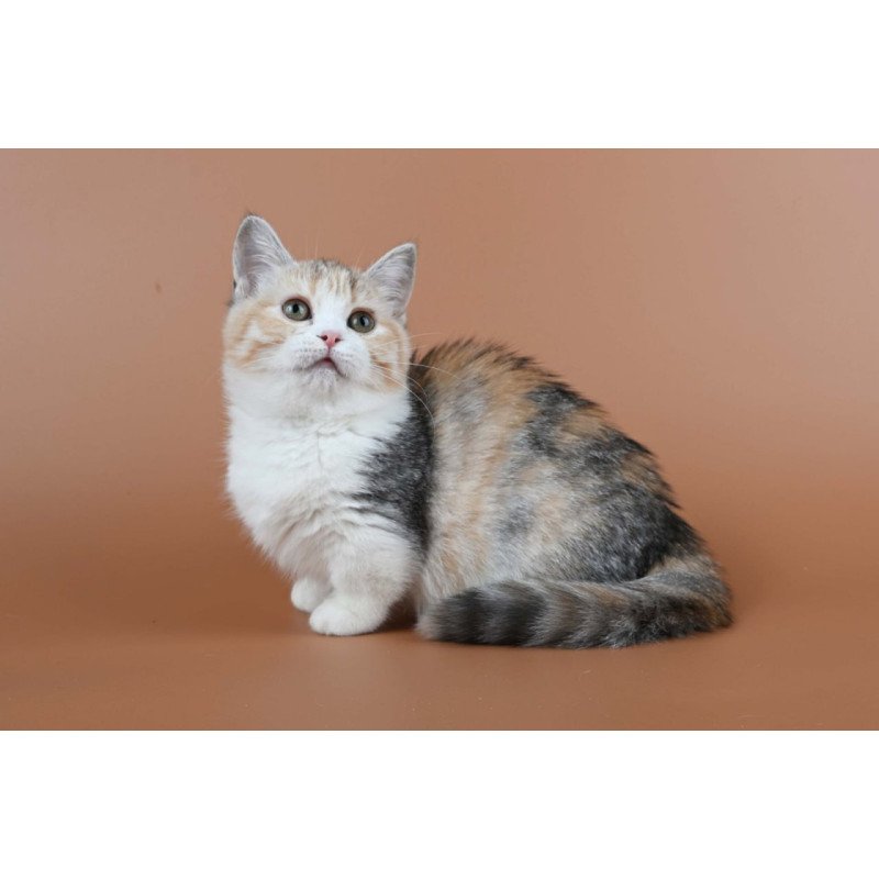 Munchkin Nona