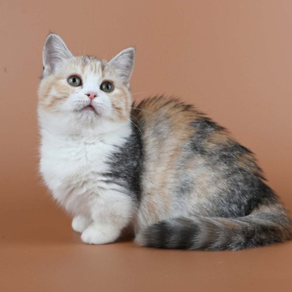 Munchkin Nona