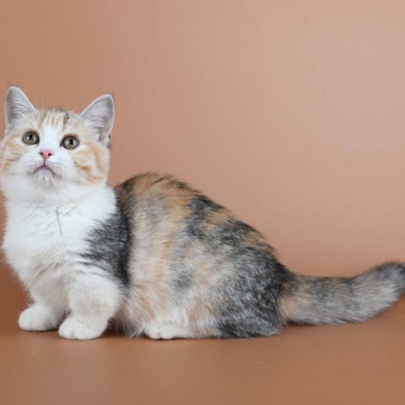 Munchkin Nona