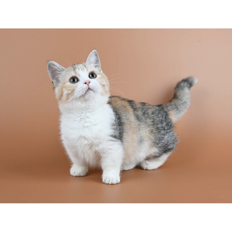 Munchkin Nona