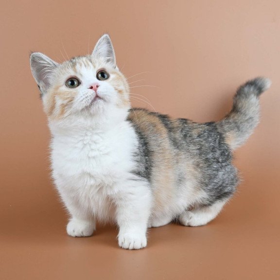Munchkin Nona