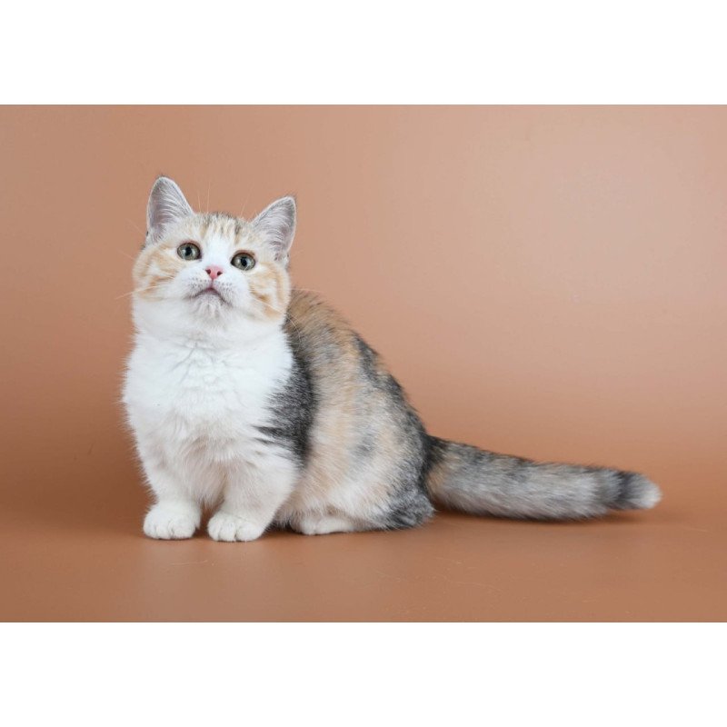 Munchkin Nona