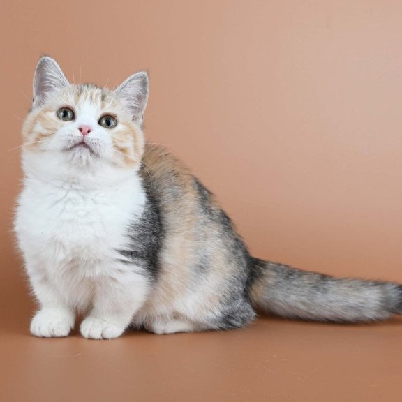 Munchkin Nona