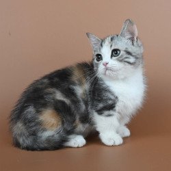 Munchkin Nika