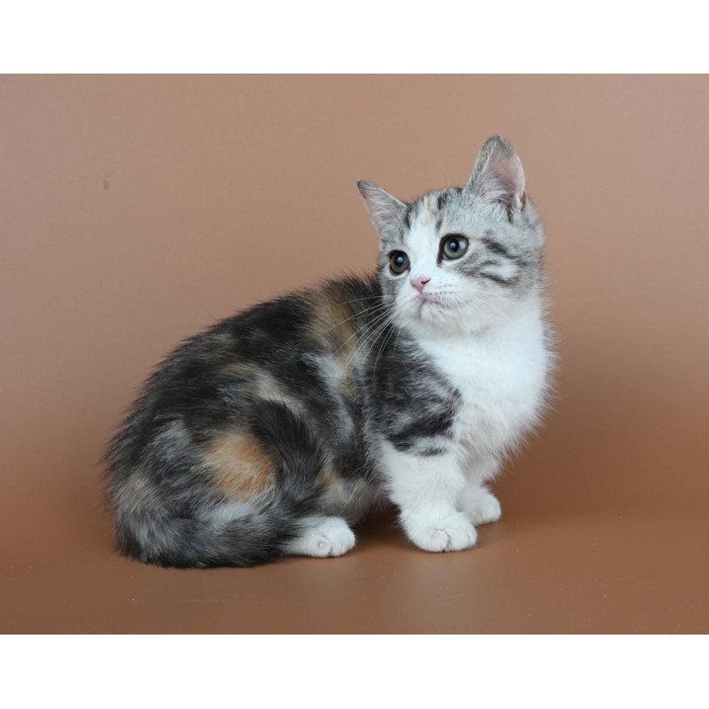 Munchkin Nika
