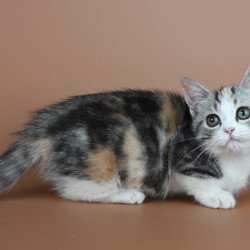Munchkin Nika