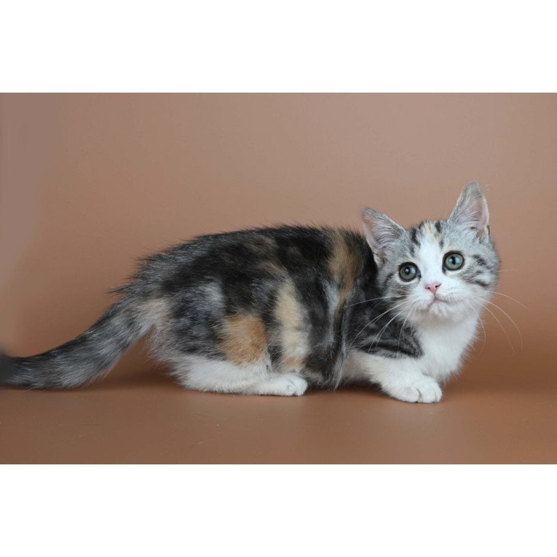 Munchkin Nika