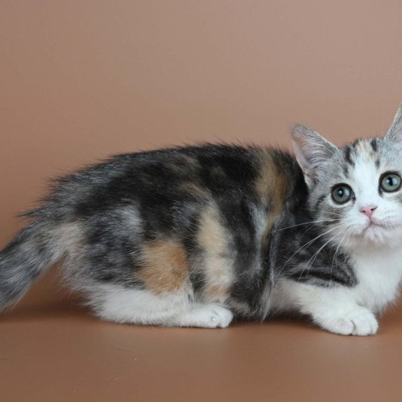 Munchkin Nika