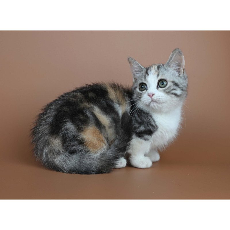 Munchkin Nika