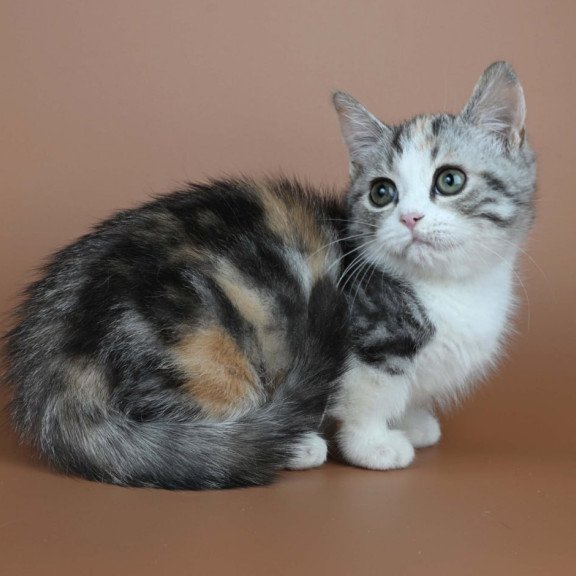 Munchkin Nika