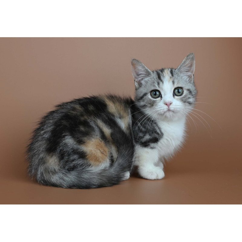 Munchkin Nika