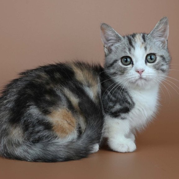 Munchkin Nika