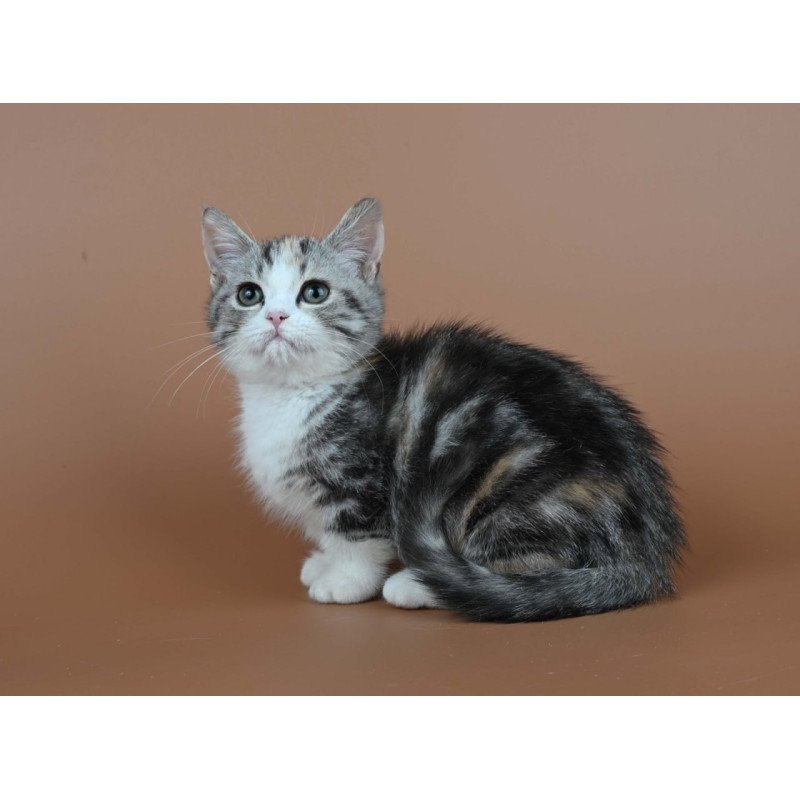 Munchkin Nika