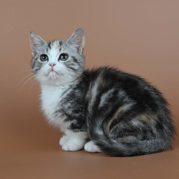 Munchkin Nika