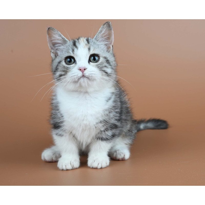 Munchkin Nika