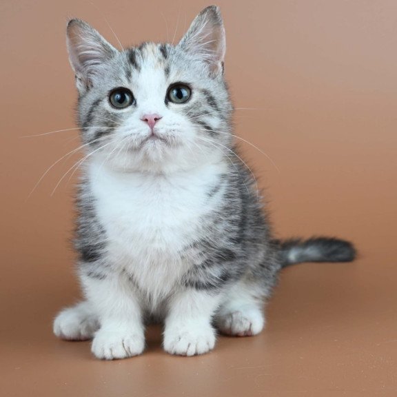 Munchkin Nika