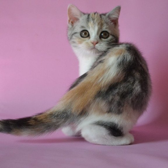 Scottish Samanta