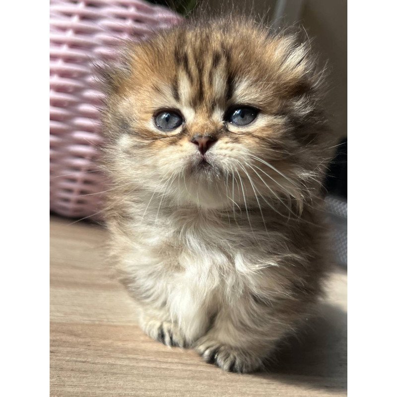 Munchkin Kykla