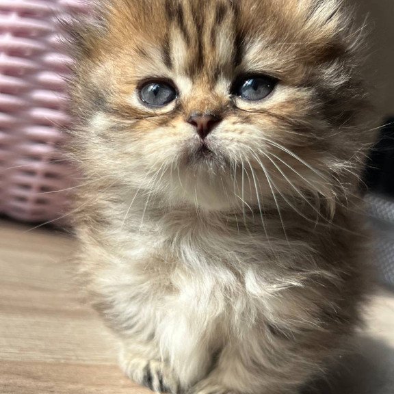 Munchkin Kykla
