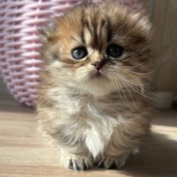 Munchkin Kykla