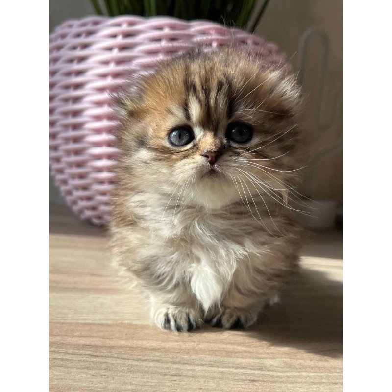 Munchkin Kykla