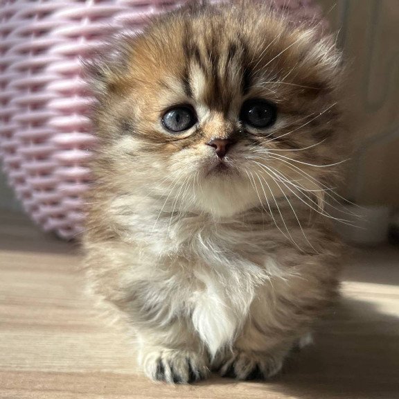 Munchkin Kykla