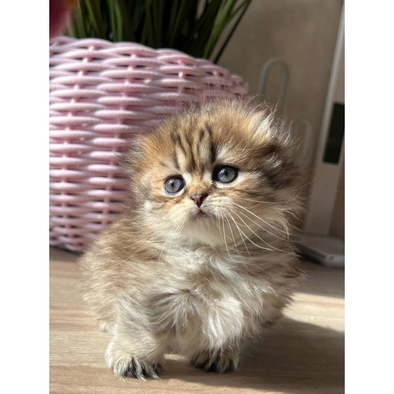 Munchkin Kykla
