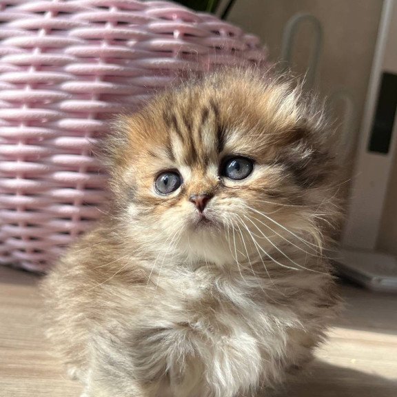 Munchkin Kykla