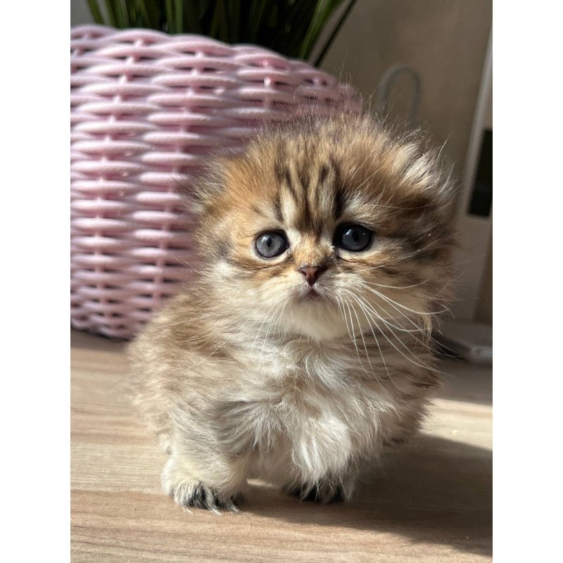 Munchkin Kykla