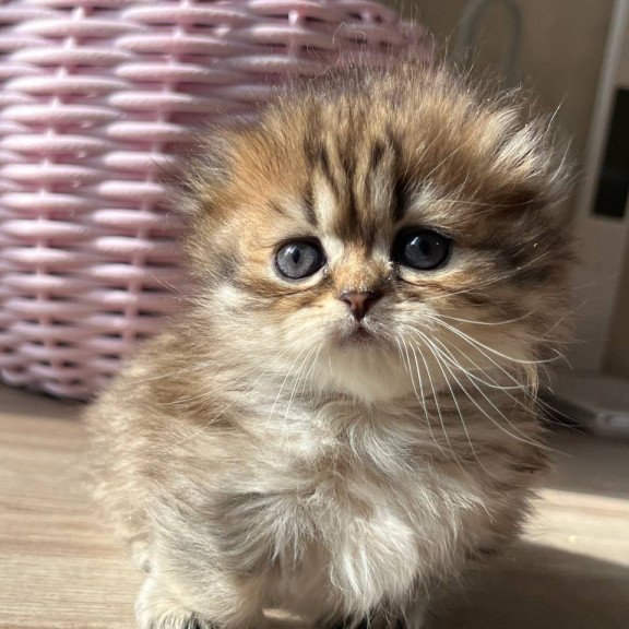 Munchkin Kykla