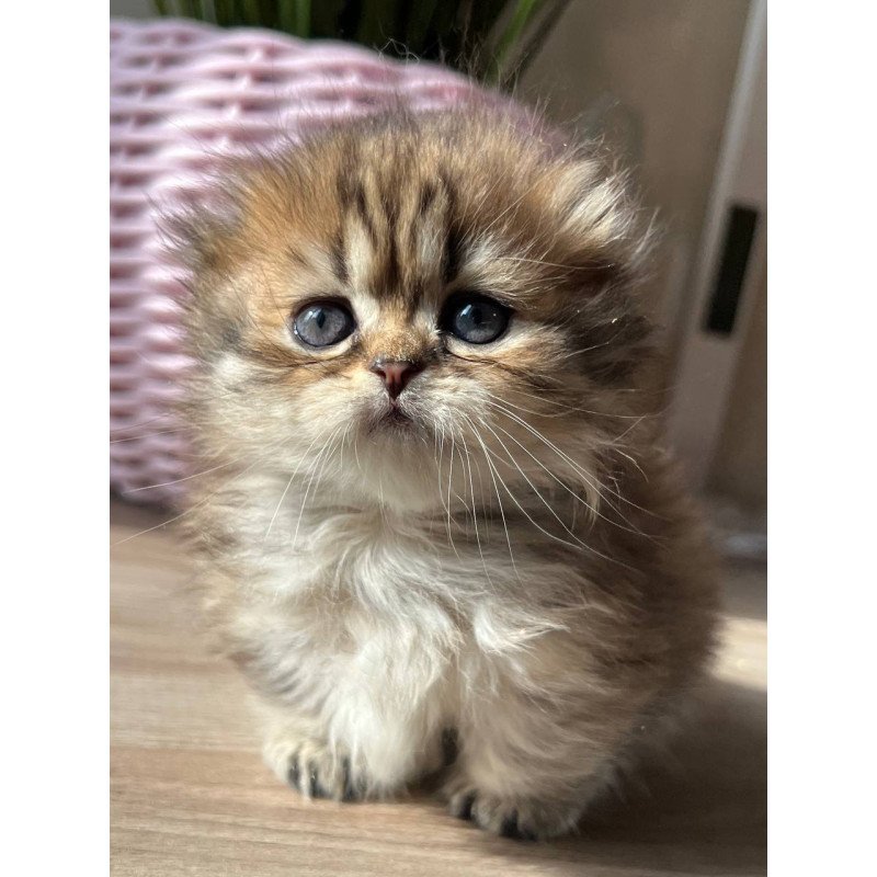 Munchkin Kykla