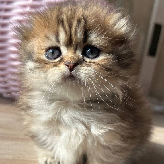 Munchkin Kykla