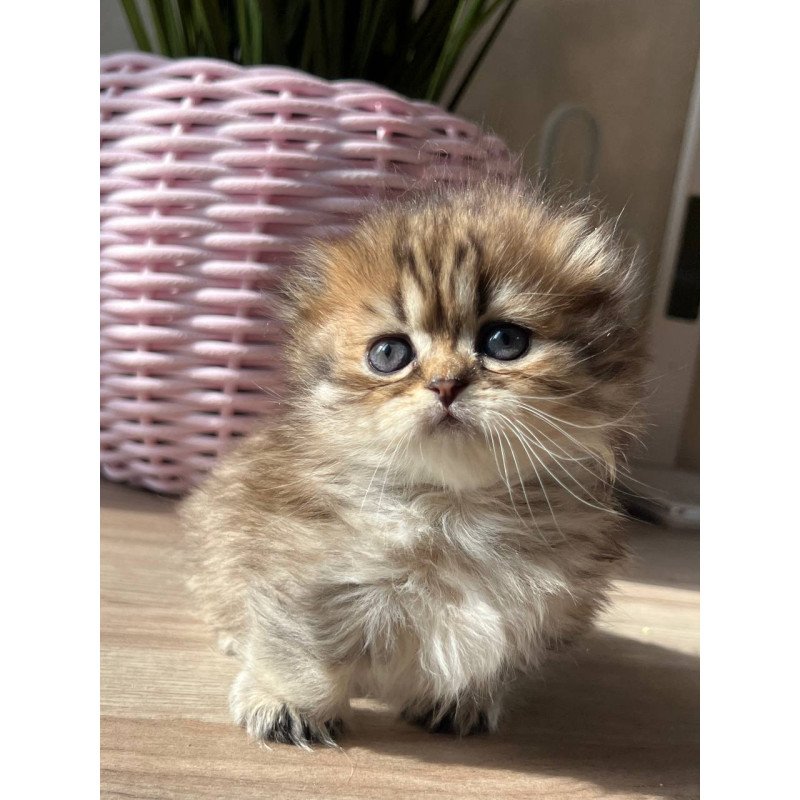 Munchkin Kykla