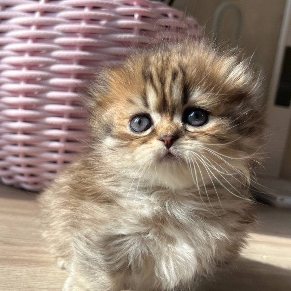 Munchkin Kykla