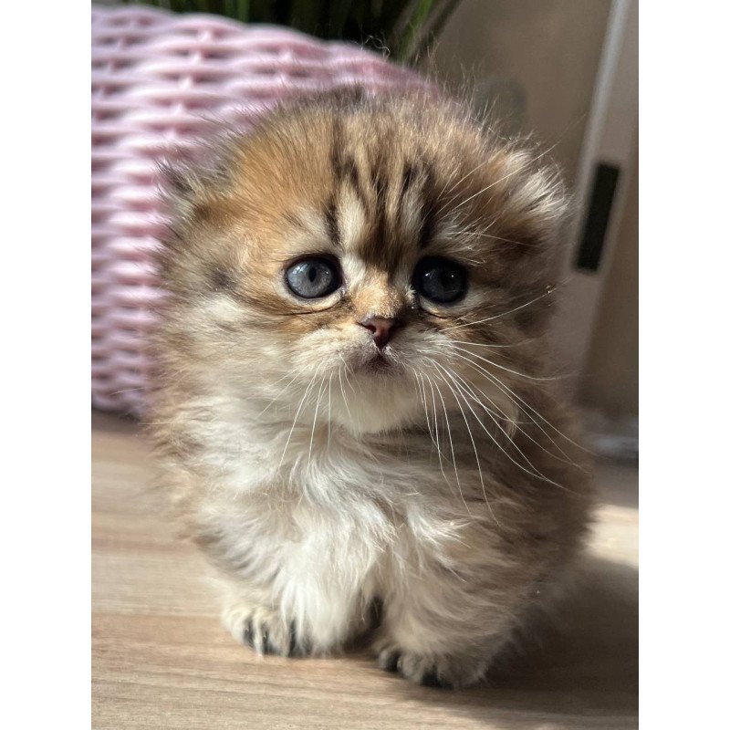 Munchkin Kykla
