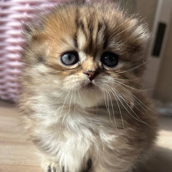 Munchkin Kykla