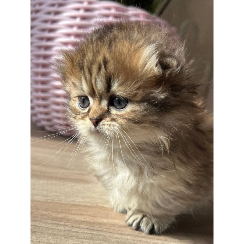 Munchkin Kykla