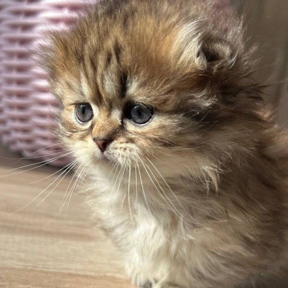 Munchkin Kykla