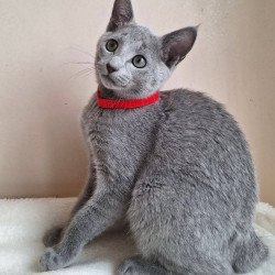 Russian Blue DH Chloe
