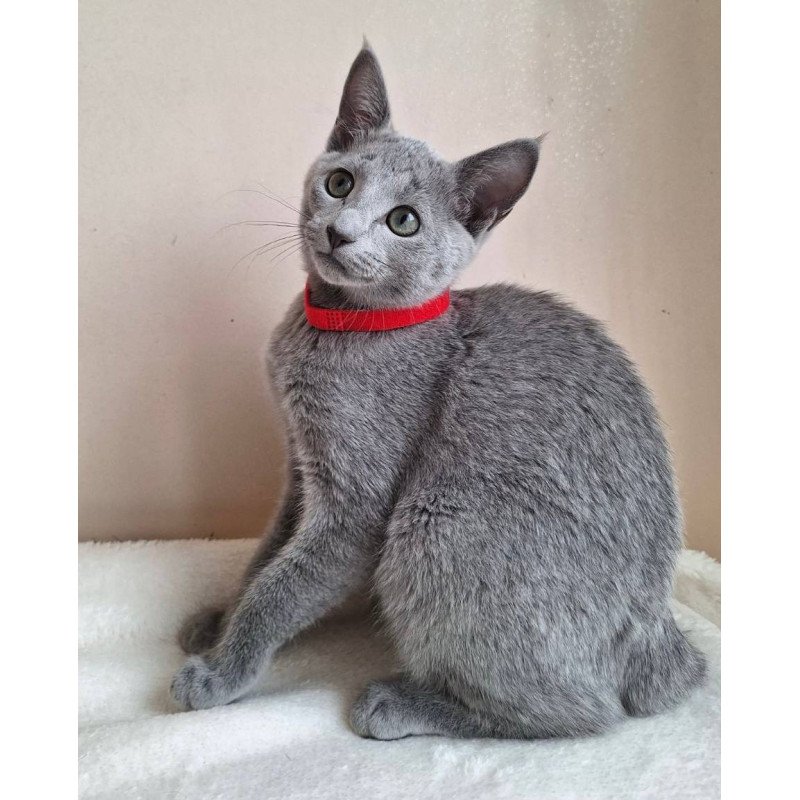 Russian Blue DH Chloe